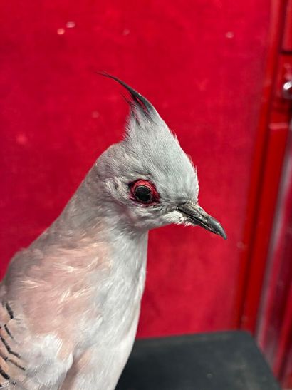 Longup dove (Ocyphaps lophotes) naturalized...