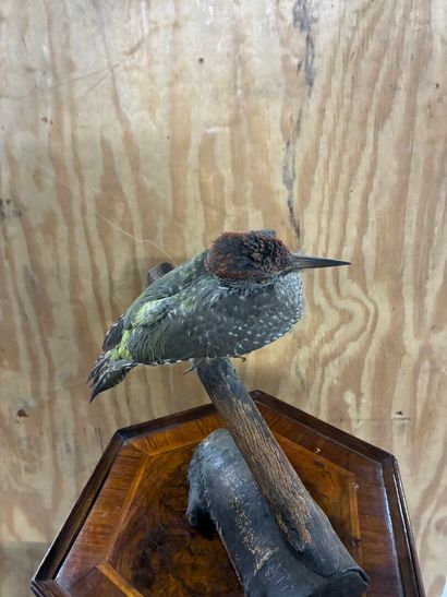 Green woodpecker (Picus viridis) on branch
Antique...