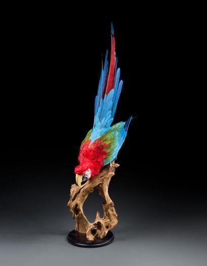 Chloropteran macaw (Ara chloropterus) naturalized...