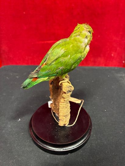 Parakeet (Loriculus vernalis) naturalized...