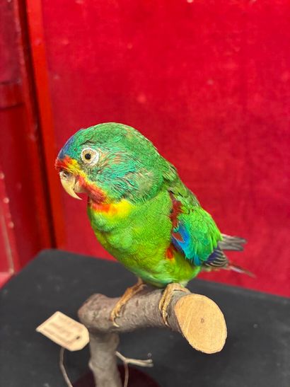 Latham's parakeet (Lathamus discolor) naturalized...