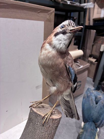 Set of three birds (marouette, coucou and...