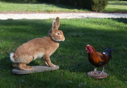 Hare
L. 51 cm - H. 46 cm - W. 18 cm (missing...