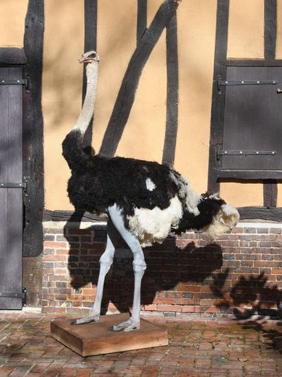 Naturalized large ostrich (Struthio camelus)
Male,...