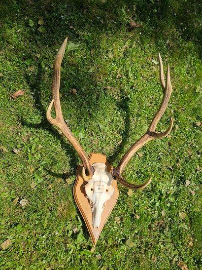Eight-horned deer massacre inscribed 