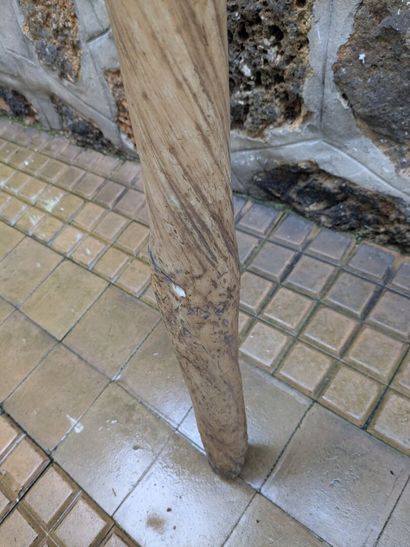 Large Narwhal tooth (Monodon monoceros)
This...