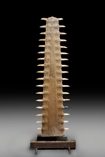 Rostre sawfish (Pristis microdon) mounted...