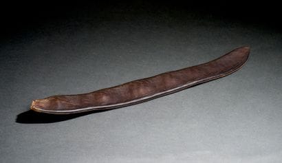 Small seed of Entada gigas or 