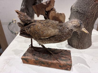 Set of three birds (marouette, coucou and...