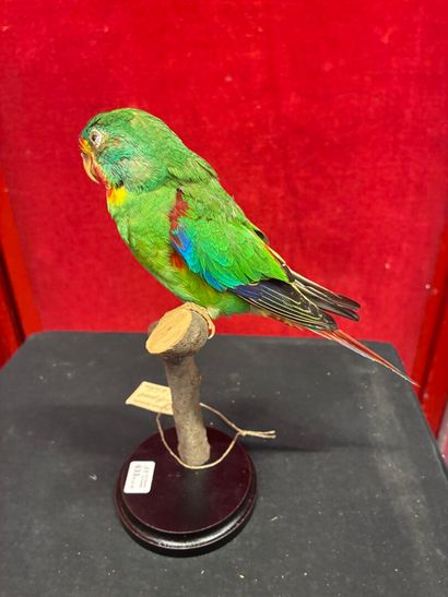 Latham's parakeet (Lathamus discolor) naturalized...