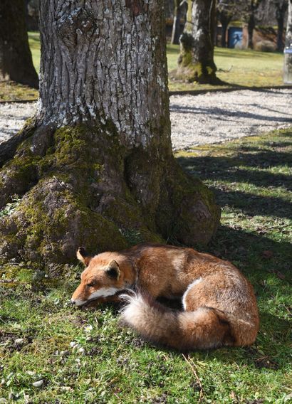Naturalized recumbent fox (Vulpes vulpes)
Traceability...