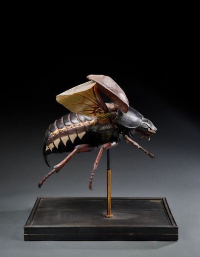 The Sons of Émile DEYROLLE (1893-1937)
Anatomical...