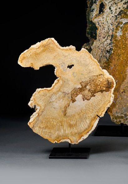 Fossil coral slice showing full polyp detail
H....