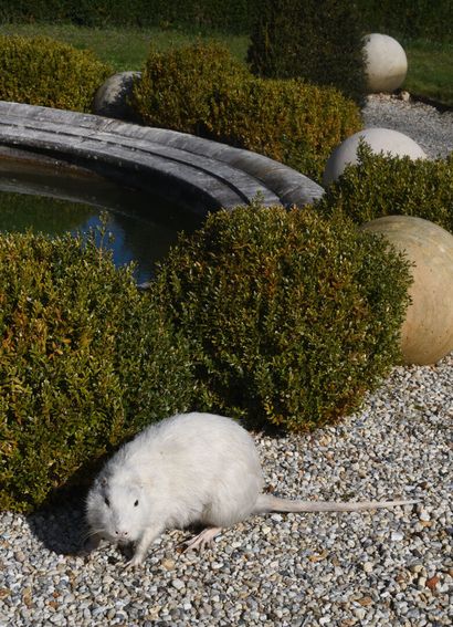 Albino coypu (Myocastor coypus)
87 x 20 x...