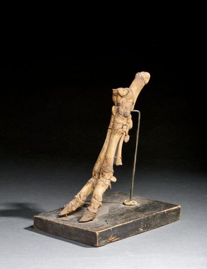 Goat leg skeleton
19.5 x 14 x 23.5 cm with...