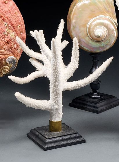 Coral branch on a wood and brass base
Acropora...