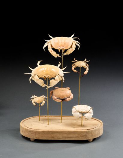 Les Crabes honteux, glass globe
H. 50 cm