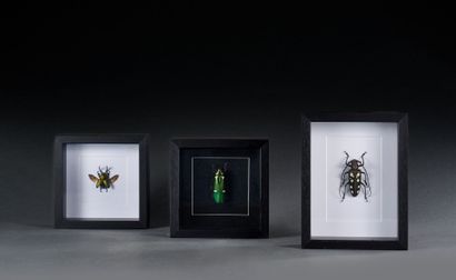 Set of three entomological frames containing...