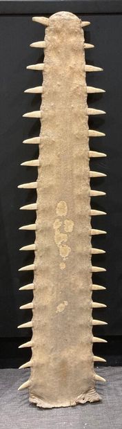 Sawfish rosette (Pristis pristis or Pristis...