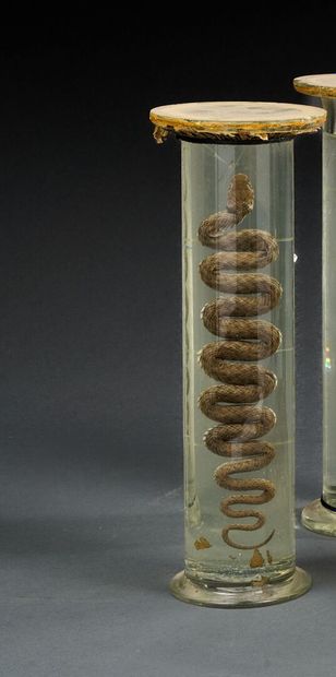 Snake in a glass vial containing alcohol
Late...