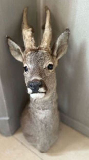 Set of two deer, one naturalized in cape...