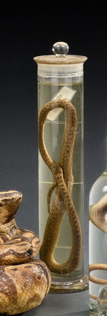 Snake 