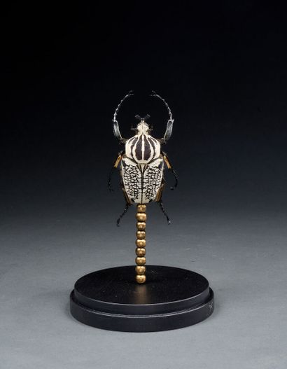 Giant Goliath Beetle (Goliathus orientalis...