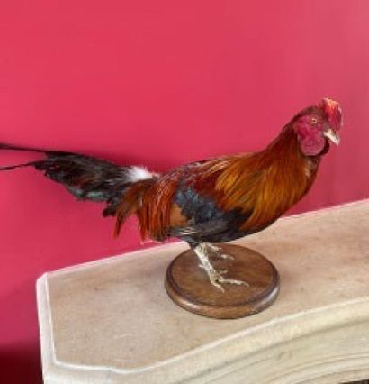 Bahamian rooster on base
19 x 28 x 48 cm