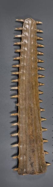 Sawfish rosette (Pristis pristis or Pristis...