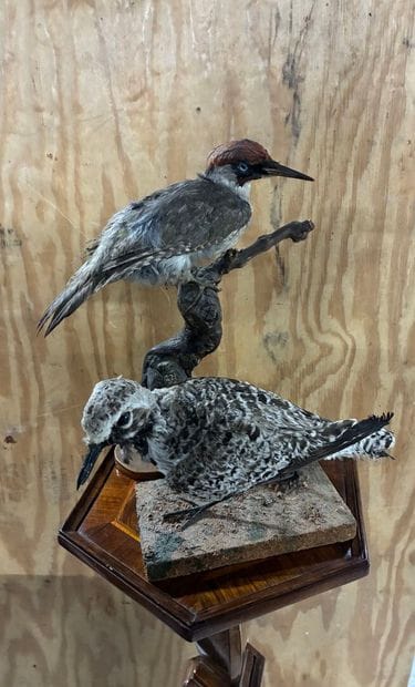 Green woodpecker (Picus viridis) and silver...