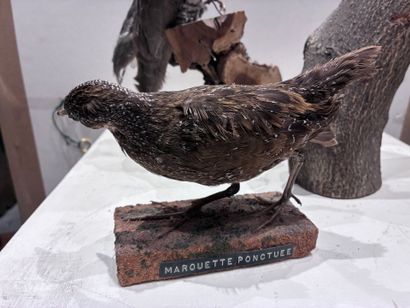 Set of three birds (marouette, coucou and...