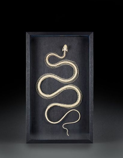 Skeleton of a Coelognathus radiatus snake...