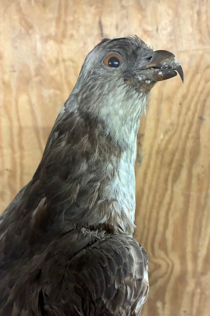 Honey Buzzard (Pernis apivorus) on base
Traceability...