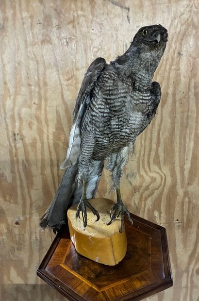 Eagle or Sparrowhawk not determined
Traceability...