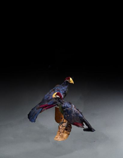 Two violet Touracos (Tauraco violacea) on...