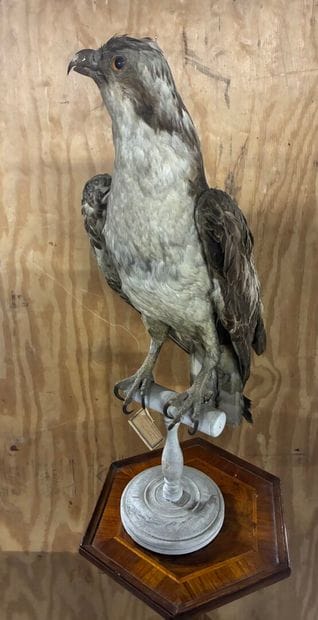 Honey Buzzard (Pernis apivorus) on base
Traceability...