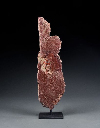Stromatolite
Conophyton amantourartensis...
