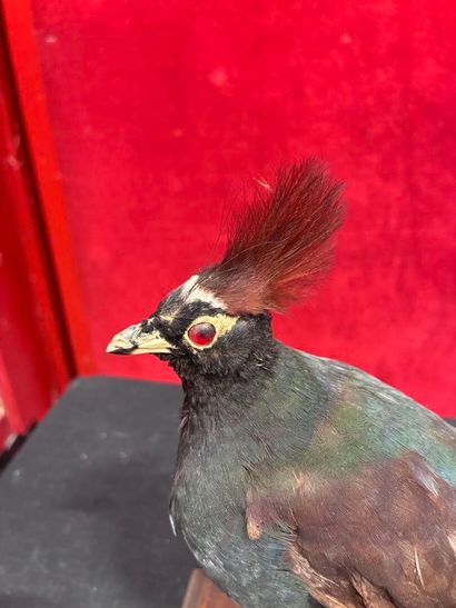 Crowned roller (rollulus roulroul)
Naturalized...