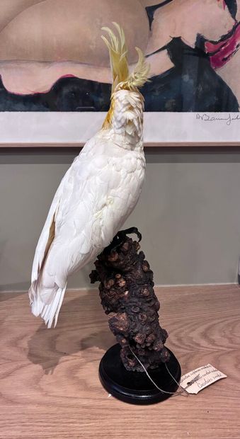 Sulphur cockatoo (Cacatua sulphurea)
Male...