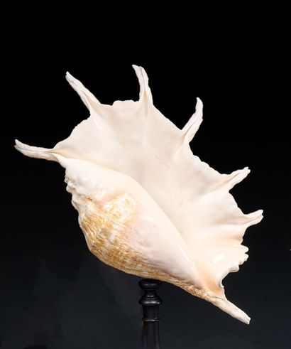 Lambis Truncata shell on foot
H. 40 cm -...