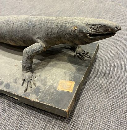 Varan (genus Varanus) naturalized on wooden...