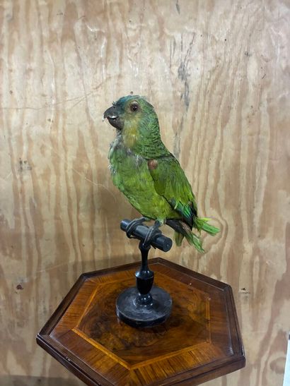 Yellow-shouldered Amazon parrot (Amazona...