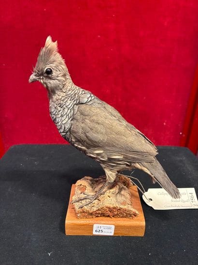 Scaled bobwhite (Callipepla squamata) naturalized...