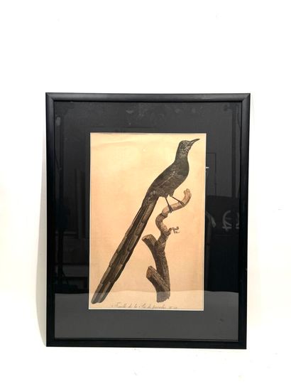 Jacques BARRABANDE (1767-1809), after
Two...