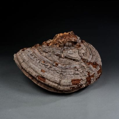 Toadstool mushroom on oak trunk
48 x 32 x...