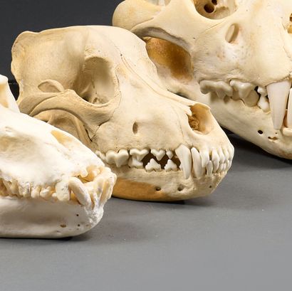 Newfoundlander skull (Canis lupus familiaris)
Domestic...