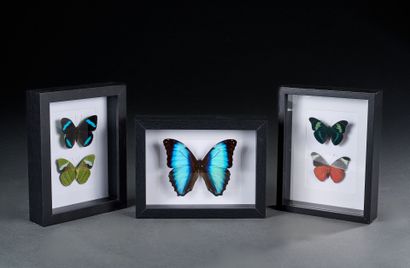 Set of three entomological frames including...