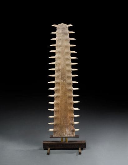 Rostre sawfish (Pristis microdon) mounted...