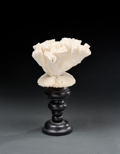 Two corals mounted on a turned blackened...