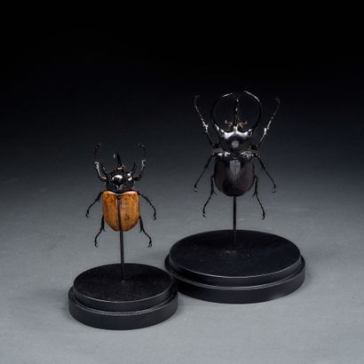 Lot of two entomological glass globes including...